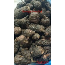 Thiouraye Goowé Saaf